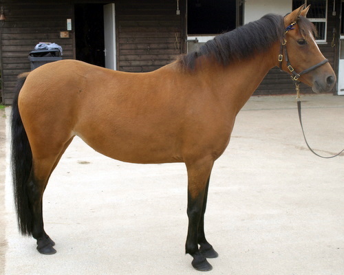 Cairnhouse Stables, Blackwaterfoot, Isle of Arran