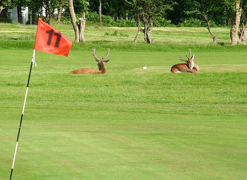 Lochranza golf