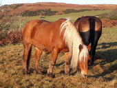 Cairnhouse Stables, Isle of Arran